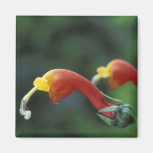 Midden-Amerika, Panama, provincie Chiriqui Magneet