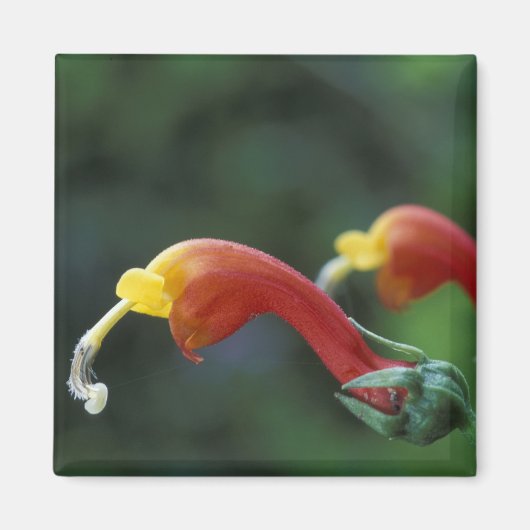 Midden-Amerika, Panama, provincie Chiriqui Magneet (Voorkant)