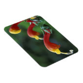 Midden-Amerika, Panama, provincie Chiriqui Magneet (Rechterzijde)