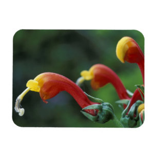 Midden-Amerika, Panama, provincie Chiriqui Magneet