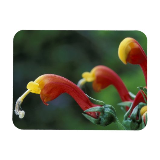 Midden-Amerika, Panama, provincie Chiriqui Magneet (Horizontaal)