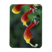 Midden-Amerika, Panama, provincie Chiriqui Magneet (Verticaal)