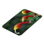 Midden-Amerika, Panama, provincie Chiriqui Magneet (Linkerzijde)