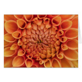 Midden Sinaasappel Dahlia Flower Blank Binnen (Voorkant Horizontaal)