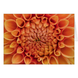 Midden Sinaasappel Dahlia Flower Blank Binnen