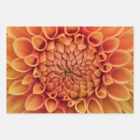 Midden Sinaasappel Dahlia Flower Inpakpapier Vel (Voorkant)