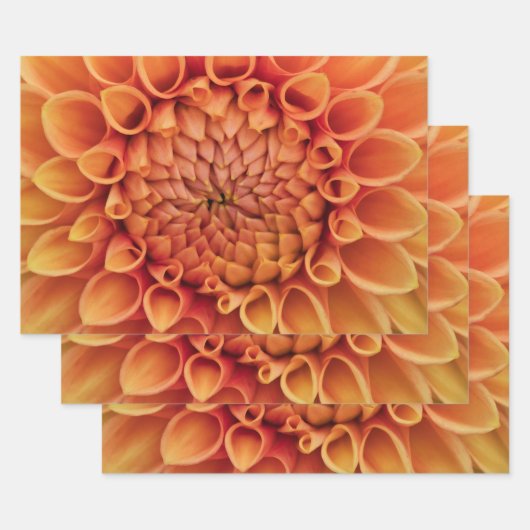Midden Sinaasappel Dahlia Flower Inpakpapier Vel (Set)