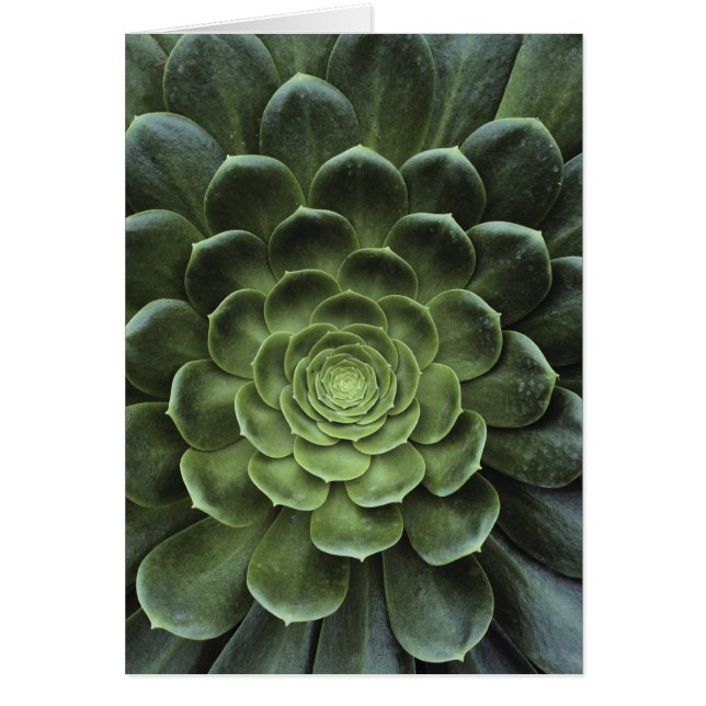 Midden van Cactus (Voorkant)