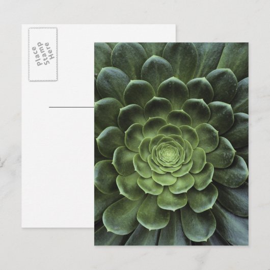 Midden van Cactus Briefkaart (Voorkant / Achterkant)