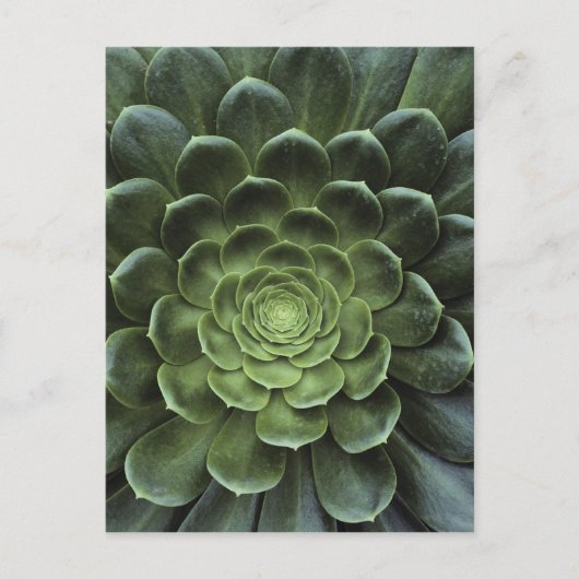 Midden van Cactus Briefkaart (Voorkant)