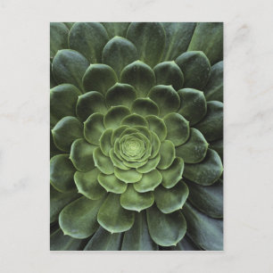 Midden van Cactus Briefkaart