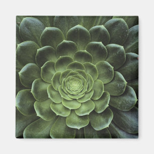 Midden van Cactus Magneet