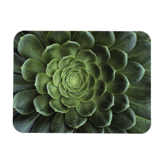 Midden van Cactus Magneet (Horizontaal)