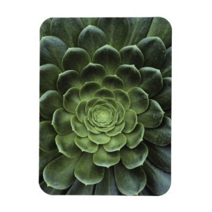 Midden van Cactus Magneet