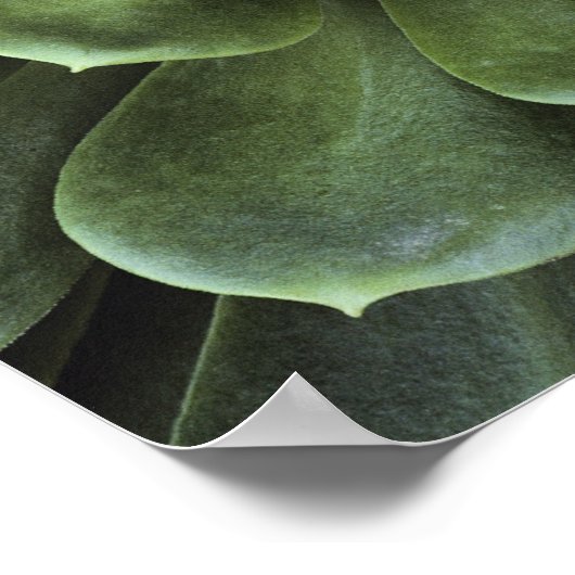 Midden van Cactus Poster (Hoek)