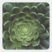 Midden van Cactus Vierkante Sticker (Voorkant)