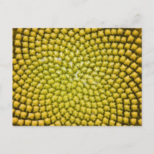 Midden van de zonnebloem (Helianthus annuus) Briefkaart (Voorkant)