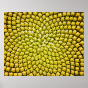 Midden van de zonnebloem (Helianthus annuus) Poster