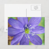 Midden van een blauwe bloem met witte stempels briefkaart (Voorkant / Achterkant)