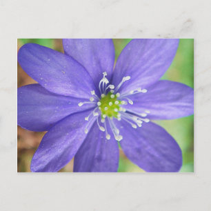 Midden van een blauwe bloem met witte stempels briefkaart