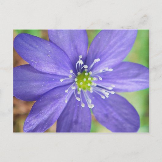 Midden van een blauwe bloem met witte stempels briefkaart (Voorkant)