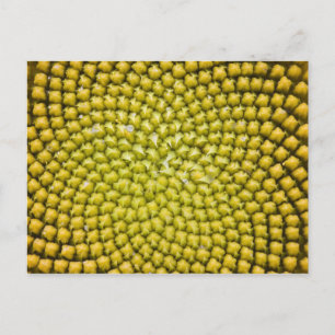Midden van reusachtige zonnebloem (Helianthus annu Briefkaart