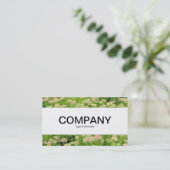 Middenband - Sedum (herfst Joy) Visitekaartje (Staand voorkant)