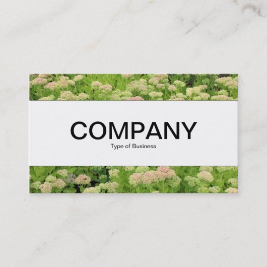 Middenband - Sedum (herfst Joy) Visitekaartje (Voorkant)