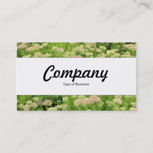 Middenband - Sedum (herfst Joy) Visitekaartje (Voorkant)