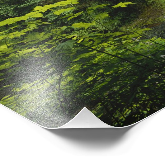 Middennoord herfst, Silver Herfsten State Park Foto Afdruk (Hoek)