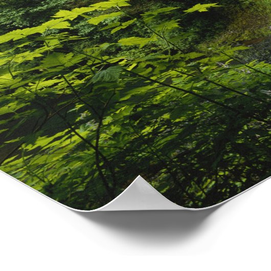 Middennoord herfst, Silver Herfsten State Park Poster (Hoek)