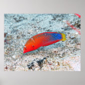 Middenovergang Poster (Voorkant)