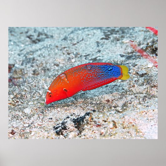 Middenovergang Poster (Voorkant)