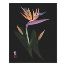 Middernacht Paradijsvogel Kunst