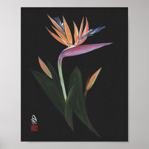 Middernacht Paradijsvogel Kunst Poster