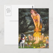 MidEve - Boston Terrier #2 Briefkaart (Voorkant / Achterkant)