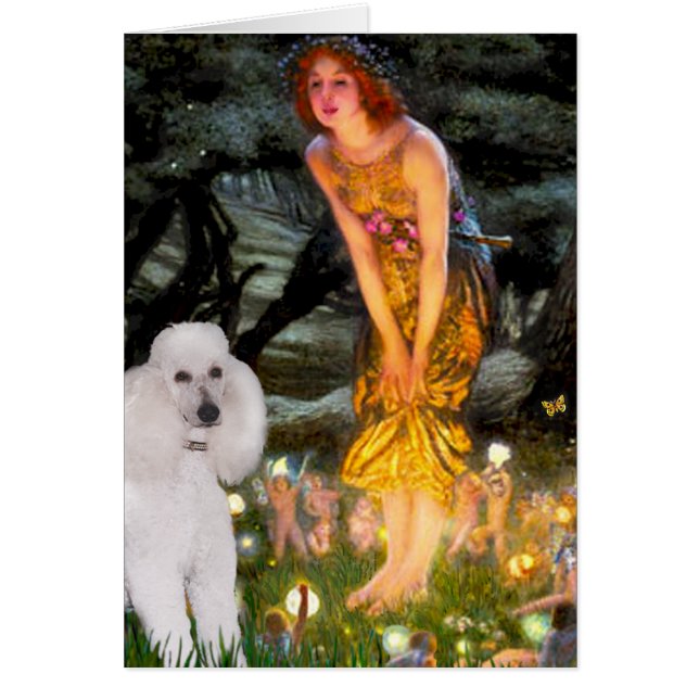MidEve - Witte Standaardpoedel (Voorkant)