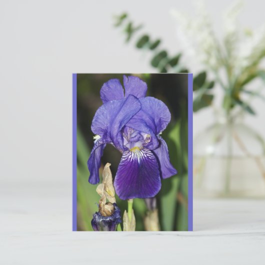 Midinnight Iris Bloemen Briefkaart (Staand voorkant)
