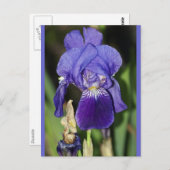 Midinnight Iris Bloemen Briefkaart (Voorkant / Achterkant)