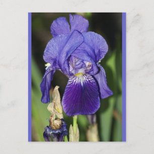 Midinnight Iris Bloemen Briefkaart