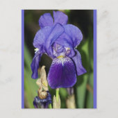 Midinnight Iris Bloemen Briefkaart (Voorkant)