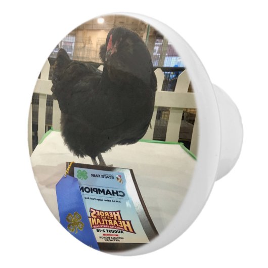 Midnight Ameraucana Champion Chicken knob pull BW Keramische Knop (Rechts)