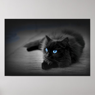 Midnight Blue Eyes — Zwarte Kat Muur Kunst Poster