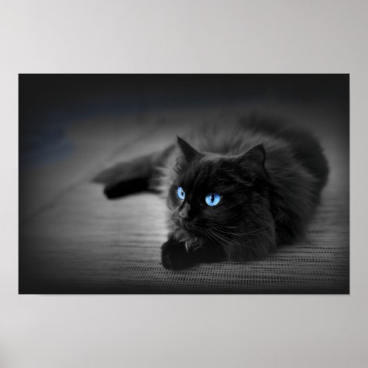 Midnight Blue Eyes — Zwarte Kat Muur Kunst Poster (Voorkant)