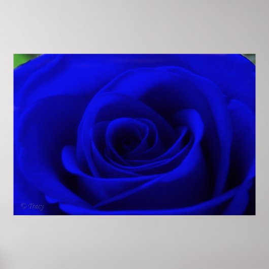 Midnight Blue Poster (Voorkant)