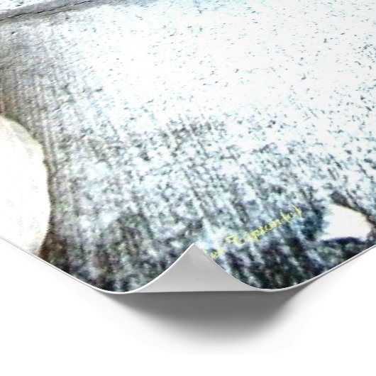 Midnight doet een camera poseren poster (Hoek)