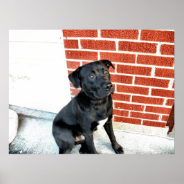 Midnight doet een camera poseren poster