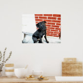 Midnight doet een camera poseren poster (Keuken)