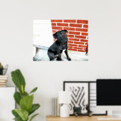 Midnight doet een camera poseren poster (Thuiskantoor)