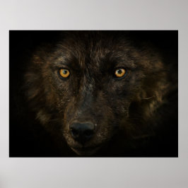 Midnight Gaze - Black Wolf Wild Animal Wildlife Poster